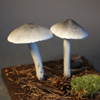 Zdjęcie: gaska pieprzna - Tricholoma virgatum.jpg